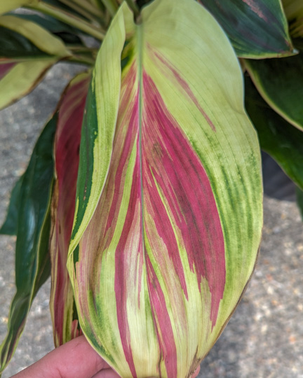 Exotica Cordyline Leaf