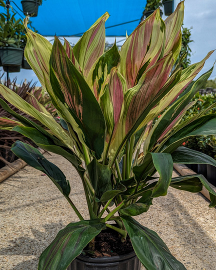 Exotica Cordyline