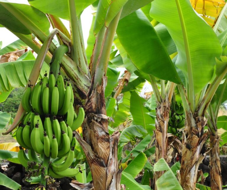 Banana Plants for Sale - Louisiana Nursery Baton Rouge