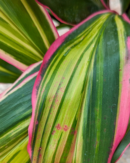 Kiwi Cordyline leaf with blotchy magenta variegation