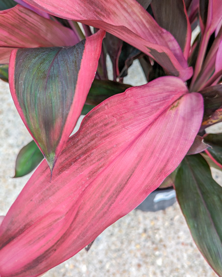 Maria Cordyline Pink Leaf