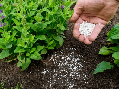 A hand holds white granules above soil near green plants.