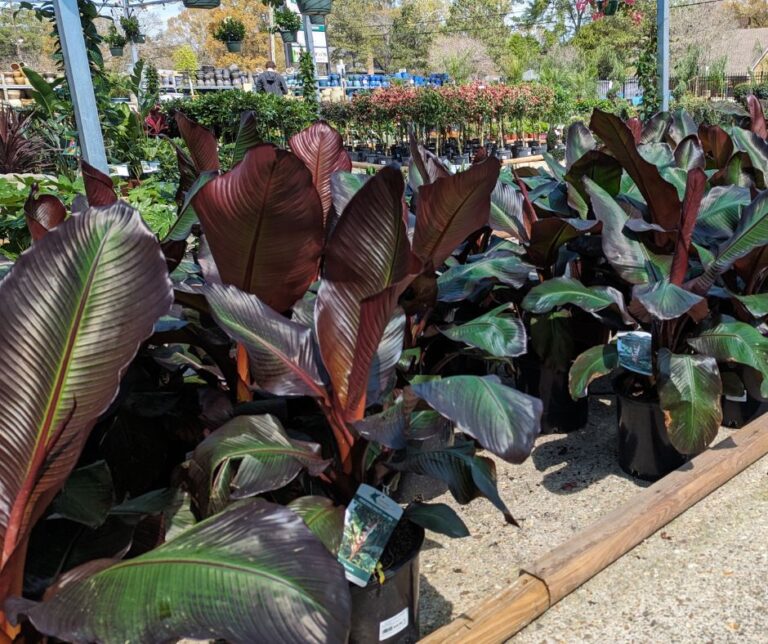Banana Plants for Sale - Louisiana Nursery Baton Rouge
