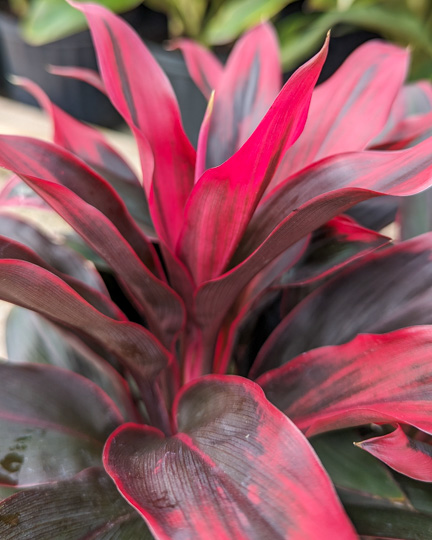 Red Hawaiian Cordyline Foliage