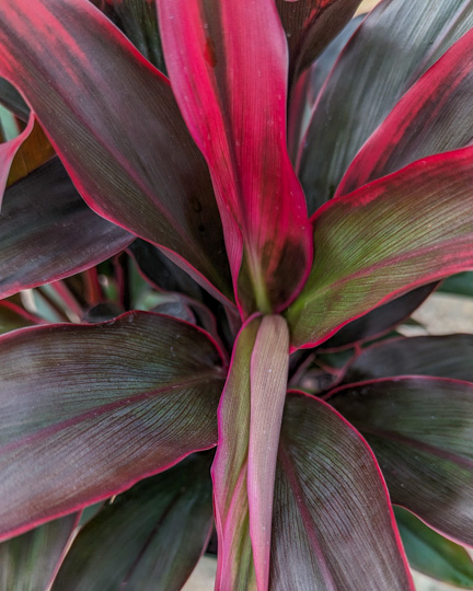 Red Hawaiian Cordyline New Leaf
