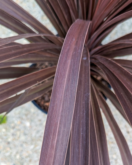 Red Star Cordyline Leaf