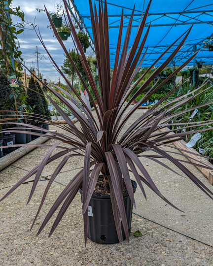 Red Star Cordyline