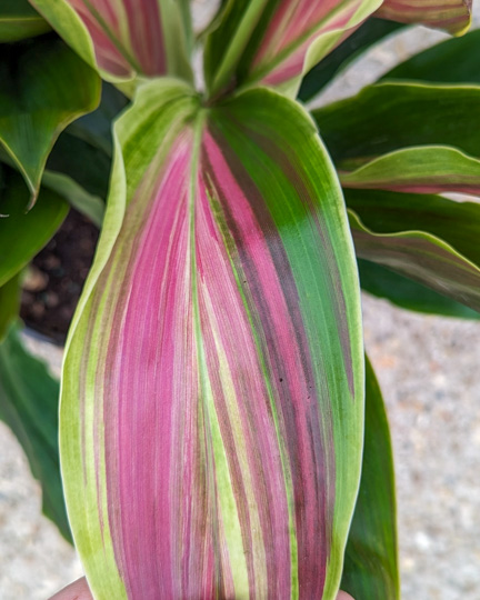 Sherbert Cordyline Leaf
