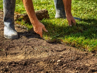 Gardener placing turfgrass sod squares into a plot