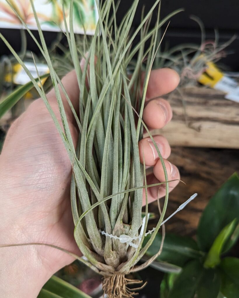 Large tillandsia bromeliad