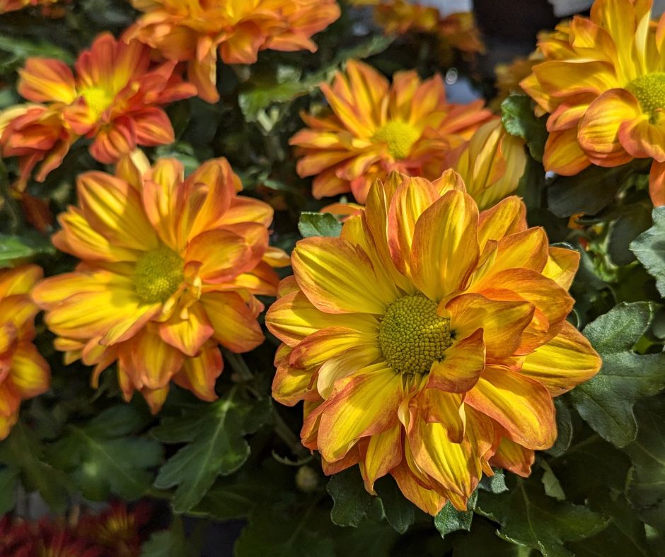 Fall Color Plants & Landscaping - Louisiana Nursery