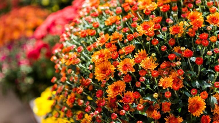 A vibrant display of orange flowers with green leaves, surrounded by colorful blooms.