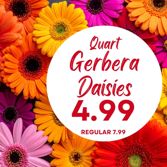 Colorful Gerbera daisies with a white circle showing "Quart Gerbera Daisies 4.99, Regular 7.99" in red text.