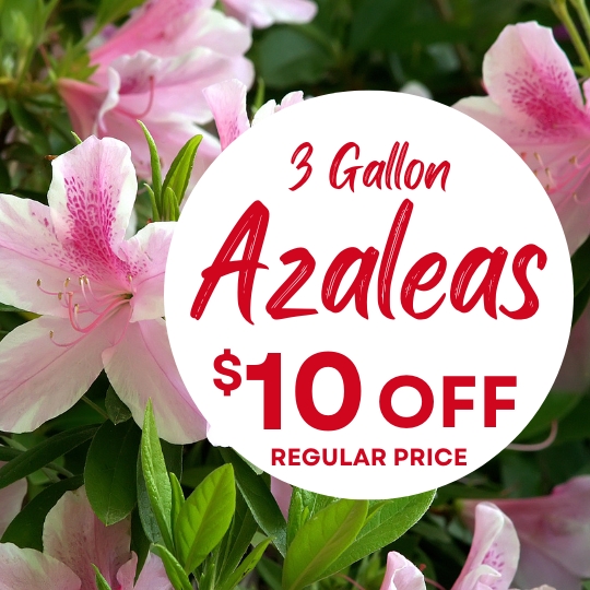 Pink azalea flowers with a sign offering $10 off the regular price for 3-gallon azaleas.