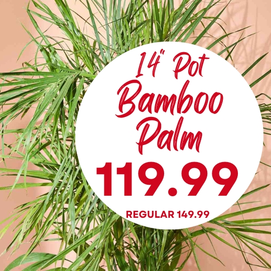 A bamboo palm plant with a sign reading "14'' Pot Bamboo Palm 119.99, Regular 149.99" in red and white text.