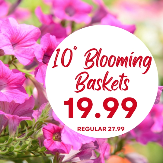 Pink flowers in the background with a white circle overlay advertising 10" blooming baskets for $19.99, regularly $27.99.