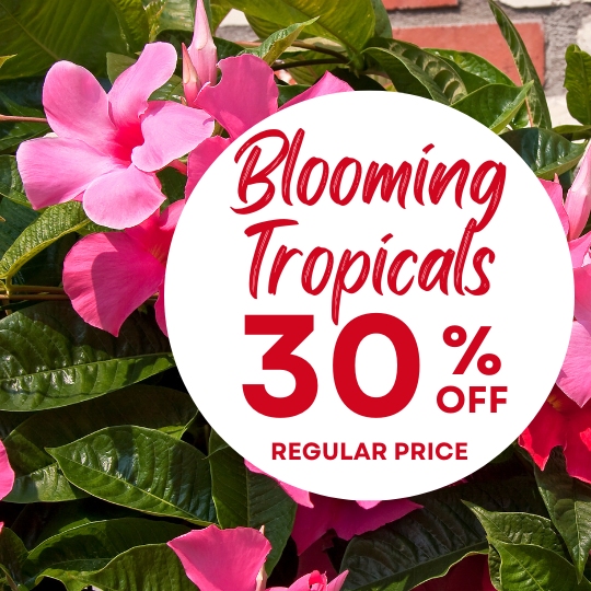 Circular white sale badge over pink tropical flowers, reading 'Blooming Tropicals 30% OFF Regular Price'