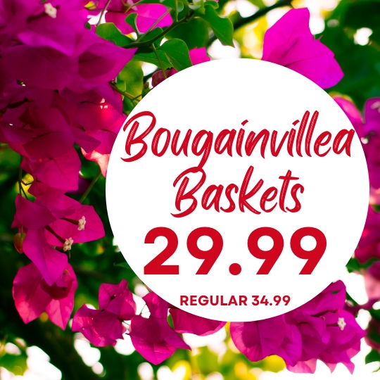 Bright pink bougainvillea flowers with a sign that says "Bougainvillea Baskets 29.99, regular 34.99" in red text.