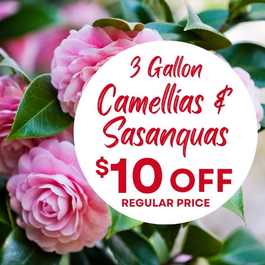 Close-up of pink camellia flowers with a circular sign reading "3 Gallon Camellias & Sasanquas $10 Off Regular Price" in red text.