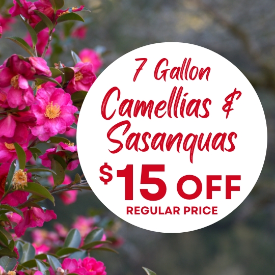 Pink camellia flowers with a sign that says 7 Gallon Camellias & Sasanquas $15 off regular price.