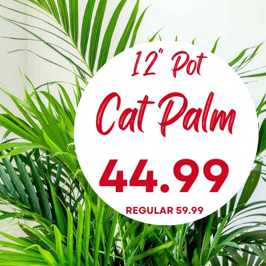 Green cat palm leaves with a circular sign showing "12'' Pot Cat Palm 44.99, Regular 59.99" in red and white text.