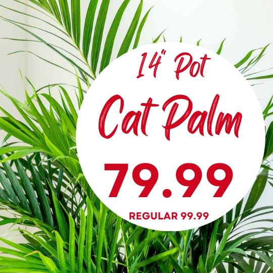 A 14-inch potted cat palm plant with a sale price of $79.99 displayed, regular price $99.99.
