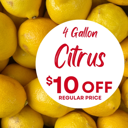 A pile of yellow citrus fruits with a sign that reads, "4 Gallon Citrus, $10 off regular price," in red text.