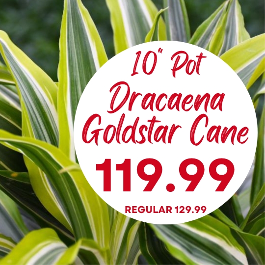 Close-up of Dracaena Goldstar Cane leaves with text: 10" Pot, Dracaena Goldstar Cane, 119.99, regular 129.99.