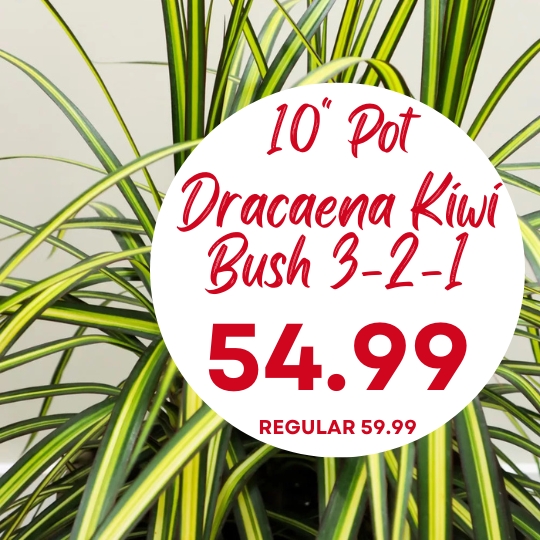 Dracaena Kiwi Bush plant with long green and yellow leaves, priced at $54.99 for a 10-inch pot, regular price $59.99.
