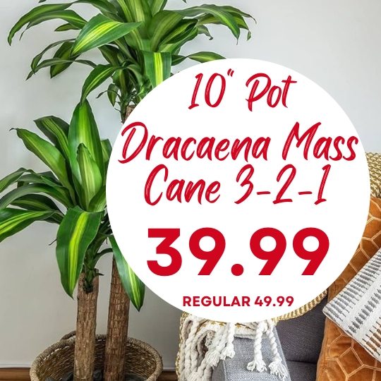 A 10-inch potted Dracaena Mass Cane plant is advertised for $39.99, with the regular price listed as $49.99.