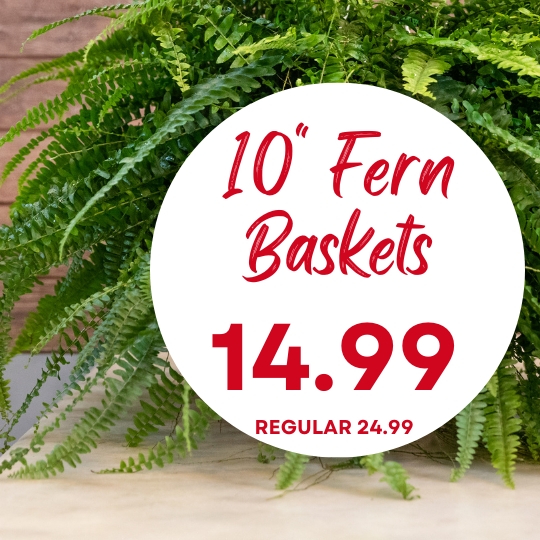 A 10-inch fern basket is advertised for $14.99, reduced from the regular price of $24.99, with ferns in the background.