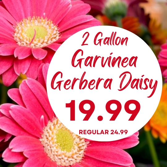 Close-up of pink Gerbera daisies with a white circle showing text: "2 Gallon Garvinea Gerbera Daisy 19.99 Regular 24.99".