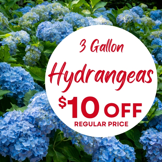 Circular white sale badge on blue hydrangea bushes reading '3 Gallon Hydrangeas, $10 OFF, Regular Price' indicating a discount.