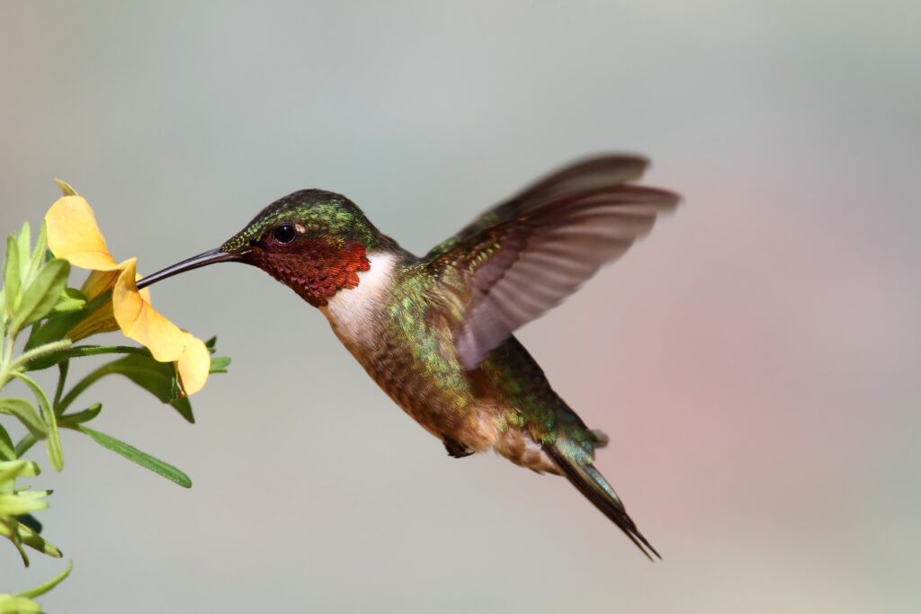 Green iridescent hummingbird feeding on a yellow flower, beak inserted into the bloom (left).