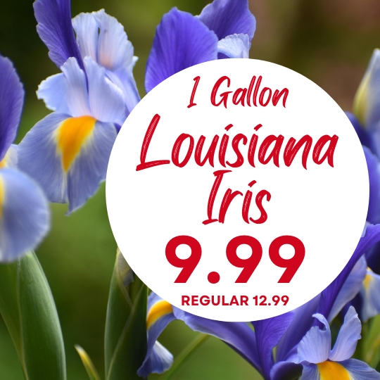 Close-up of purple Louisiana irises with a circular sign showing "1 Gallon Louisiana Iris 9.99 Regular 12.99" in red text.