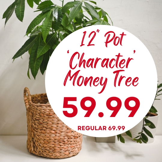 A 12-inch potted money tree in a woven basket next to a white wall with price text overlay: $59.99, regular $69.99.