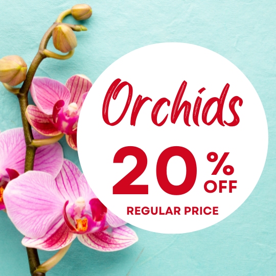 Promo: 'Orchids 20% OFF REGULAR PRICE' on a white circle over pink orchids.