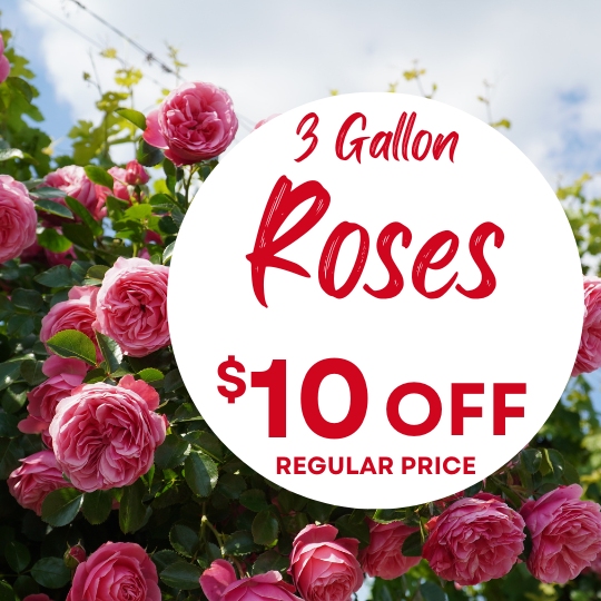 Circular white badge over pink roses reading '3 Gallon Roses' and '$10 OFF' 'Regular Price'.