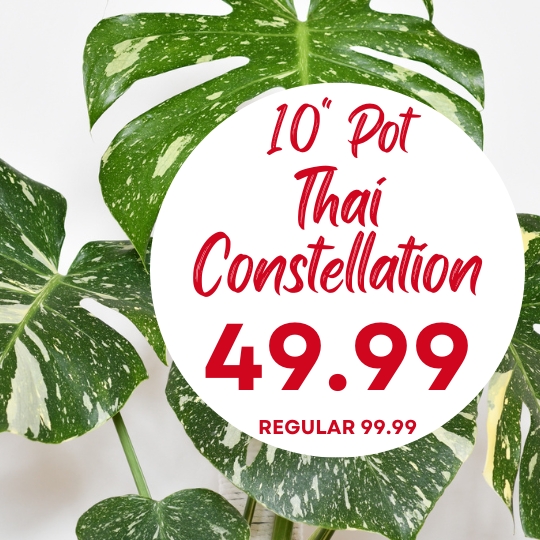 A variegated Thai Constellation plant behind text that says "10'' Pot Thai Constellation 49.99 Regular 99.99" in red letters.