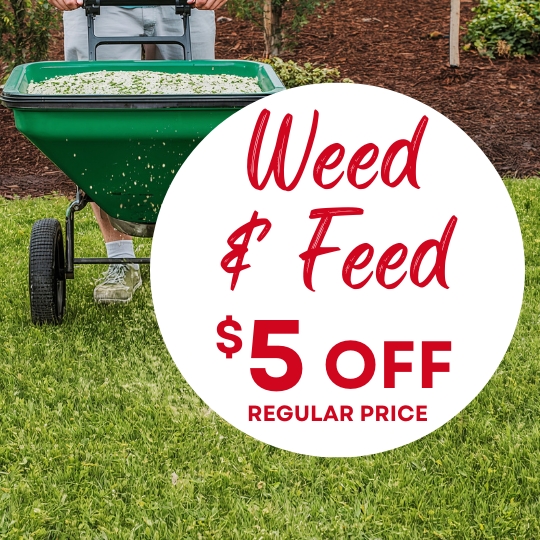Person pushing a green lawn spreader on grass with text: "Weed & Feed $5 off regular price.