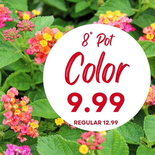 Close-up of pink, orange, and yellow flowers with a sign advertising 8" pot color plants for $9.99, regularly $12.99.