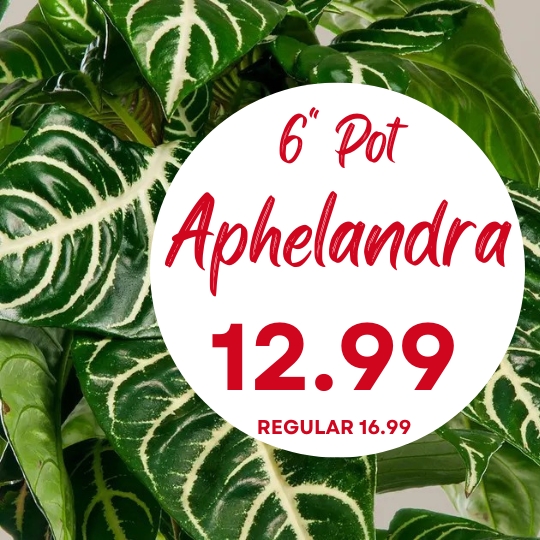 Close-up of Aphelandra plant leaves with a sign reading "6'' Pot Aphelandra 12.99, Regular 16.99" in red and pink text.