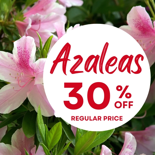 Pink azalea flowers with a white circle overlay that reads "Azaleas 30% off regular price" in bold red text.
