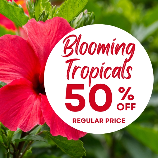 Large red tropical flower with lush green leaves in the background. Text reads "Blooming Tropicals 50% off regular price.