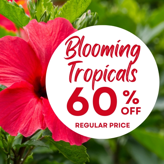 Close-up of a red tropical flower with a circular sign reading "Blooming Tropicals 60% off regular price" on a green leafy background.