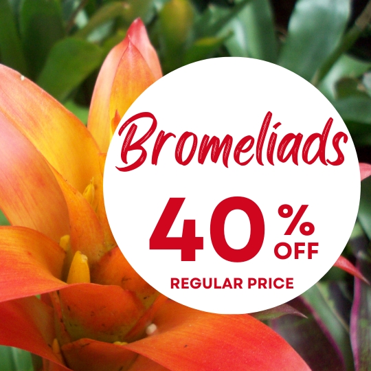 Close-up of an orange bromeliad flower with a circular label reading "Bromeliads 40% off regular price" in red text.