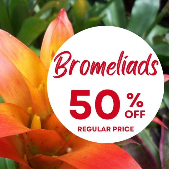 Close-up of an orange bromeliad flower with a white circular sign reading "Bromeliads 50% off regular price" in red text.