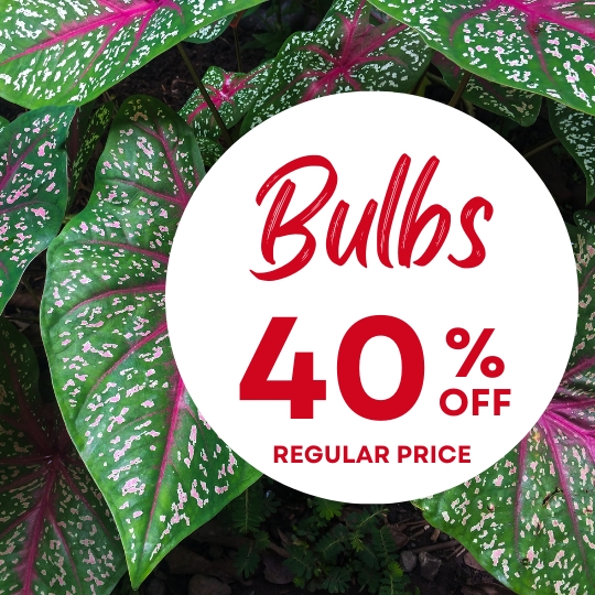 Green leaves with pink and white spots in the background. A white circle in front reads "Bulbs 40% off regular price" in red text.