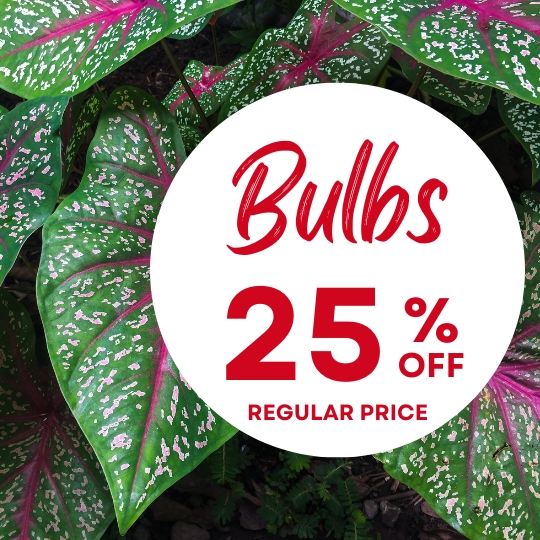 Green and pink caladium leaves with a white circle overlay reading "Bulbs 25% off regular price" in red text.