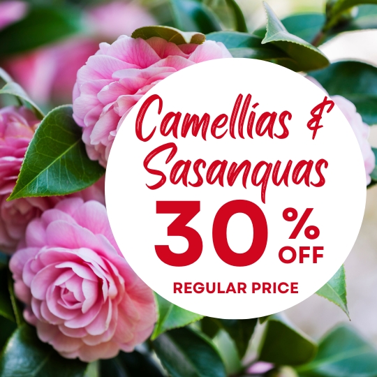 Pink camellia flowers with green leaves and a white circle text overlay that says, “Camellias & Sasanquas 30% off regular price.”.